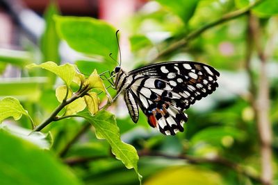 Close-up of butterfly on leaf