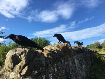 Low angle view of bird perching on rock against sky