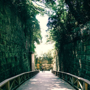 Narrow walkway along trees