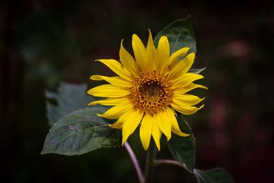 Close-up of yellow sunflower