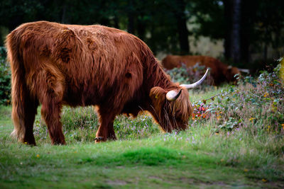 Highland cattle in forest