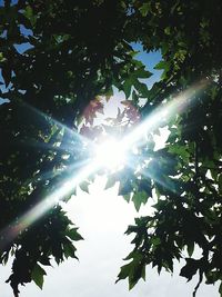 Low angle view of trees against sky