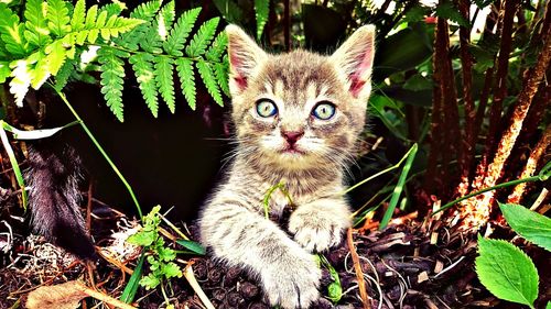 Close-up portrait of cat