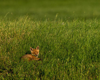 View of a cat on field