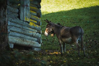 View of a horse on field