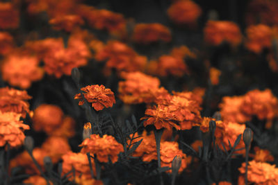 Close-up of orange flowering plant