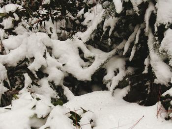 Snow covered trees on snow covered field