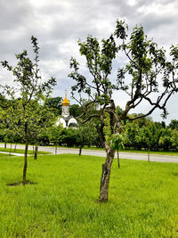 Trees growing on field against sky