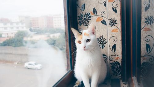 Close-up of cat on window