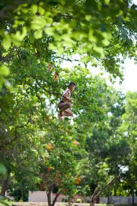 Low angle view of horse in mid-air by tree