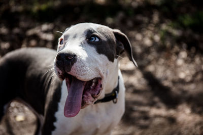 Close-up of a dog