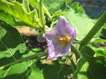Close-up of insect on flower