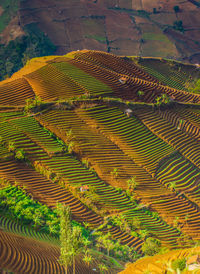 Scenic view of agricultural field