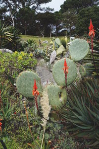 Close-up of plants