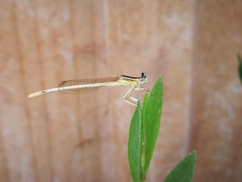 Close-up of grasshopper