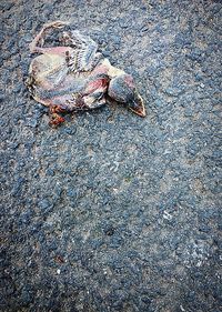 High angle view of crab on sand