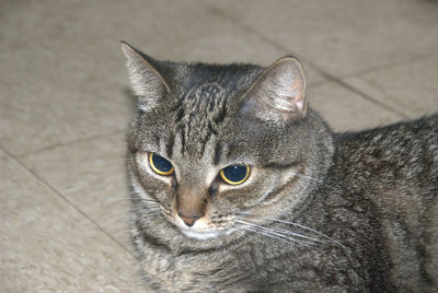 Close-up portrait of cat