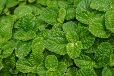 Full frame shot of wet leaves