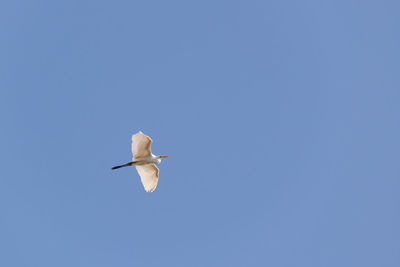 Low angle view of seagull flying against clear blue sky