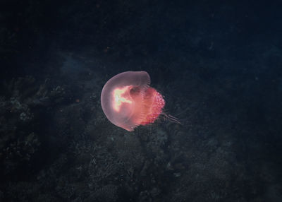 Close-up of jellyfish in sea