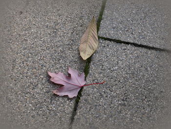 High angle view of maple leaf on street