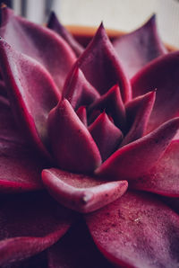 Close-up of succulent plant