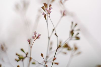 Close-up of white flowering plant