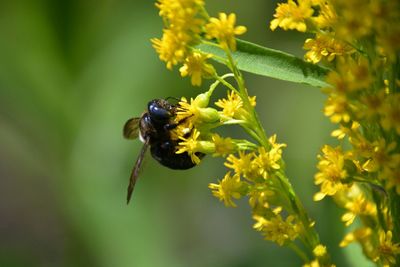 Close-up of bee on flower