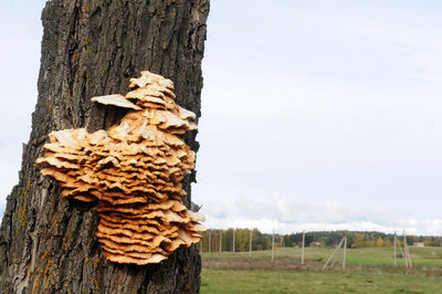 Tree trunk on wooden post on field against sky