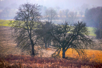 Trees on field against sky