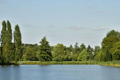 Scenic view of lake by trees in forest against sky