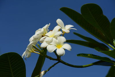 Close-up of white flowering plant against clear sky