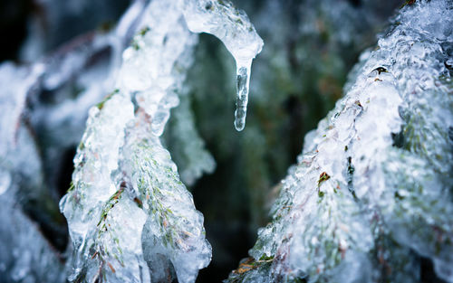 Close-up of frozen plant