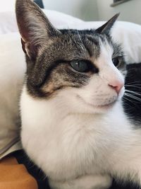 Close-up of a cat looking away