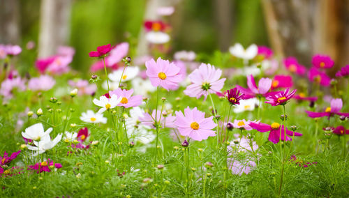 Close-up of pink flowering plants on field