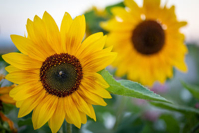 Close-up of sunflower