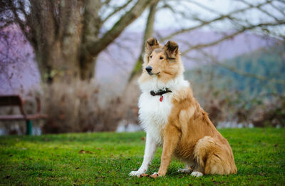 View of contemplative collie dog sitting on grass on lawn