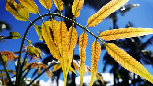Close-up of yellow leaves on plant during autumn