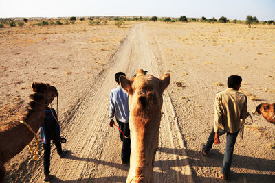 Rear view of people and camels at desert