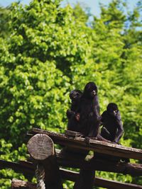 Monkey perching on wood