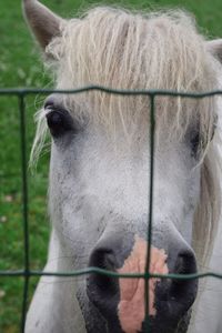 Close-up of a horse