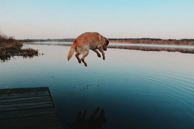 Dog jumping from jetty into water