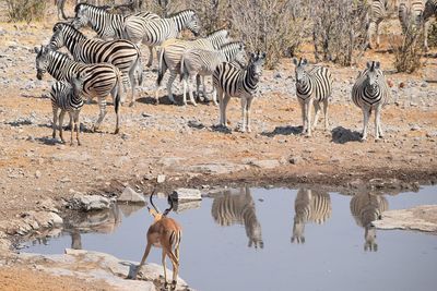 Panoramic view of a drinking water