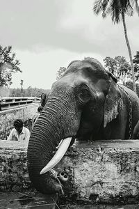Close-up of elephant against sky
