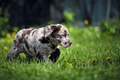 Puppy playing on grass