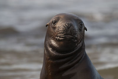 Close-up of sea lion