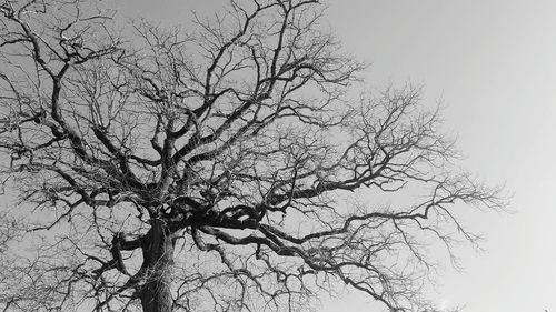 Low angle view of bare tree against clear sky