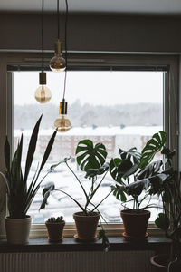 Potted plants on windowsill