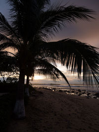 Palm trees on beach