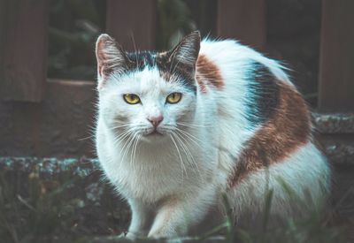 Close-up portrait of cat